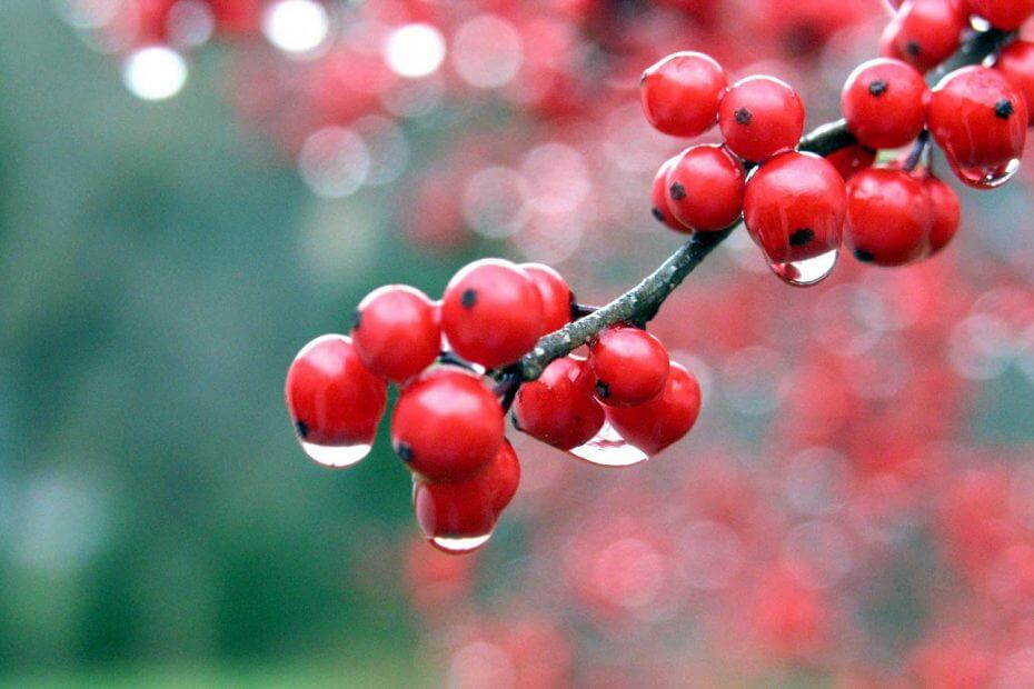 frutos rojos